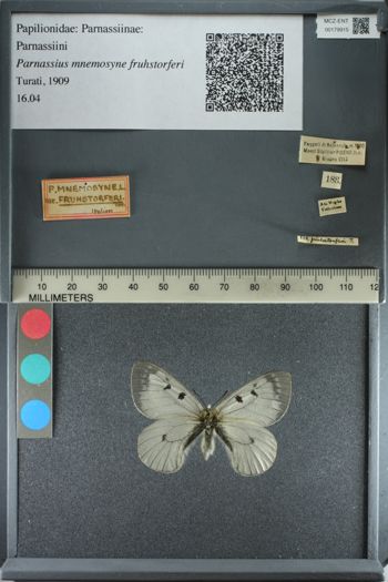 Media type: image;   Entomology 179915